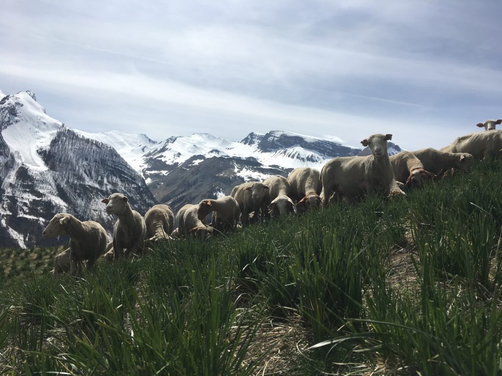 Nos brebis race Mérinos et Mourérousse