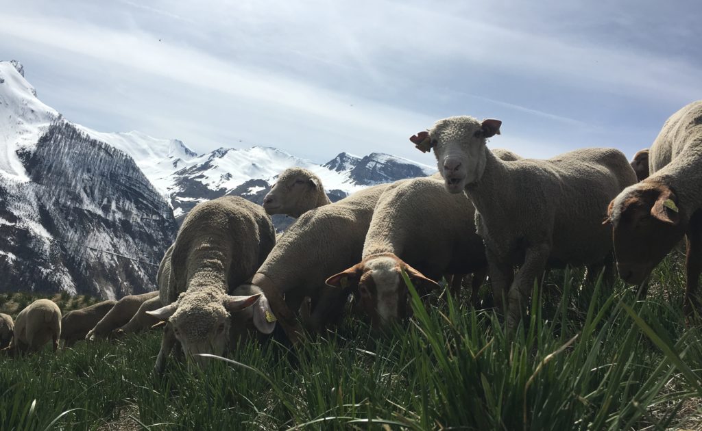 Agneaux des cimes- vente directe d agneaux